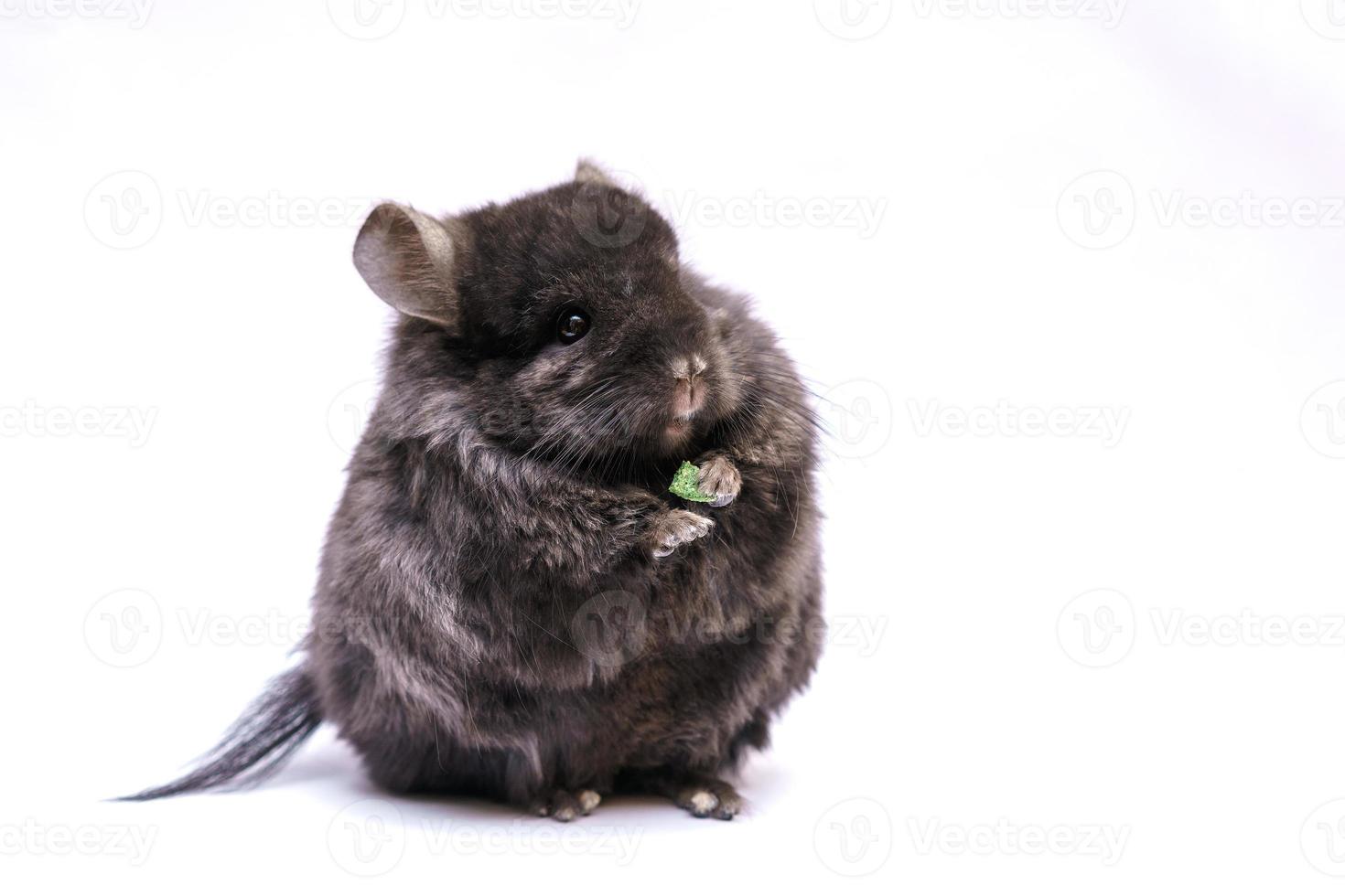 chinchilla mignon mangeant sur fond blanc photo