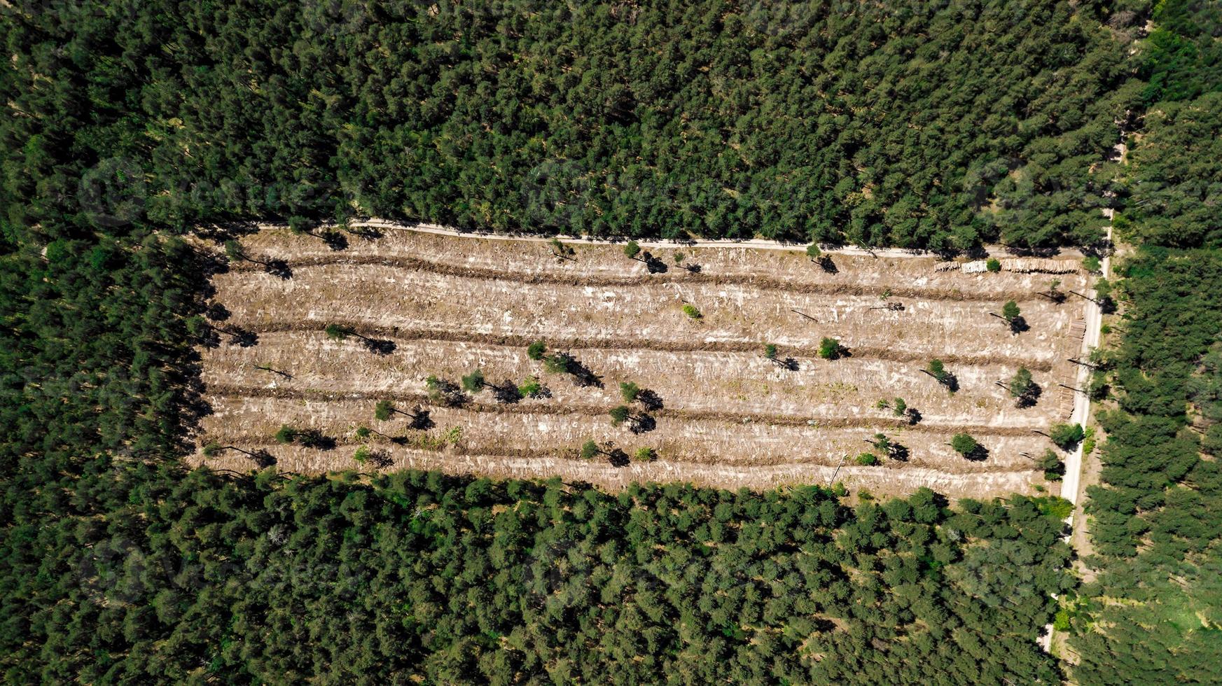 coupe illégale de forêt, photographie aérienne de clairière de forêt vide avec drone photo
