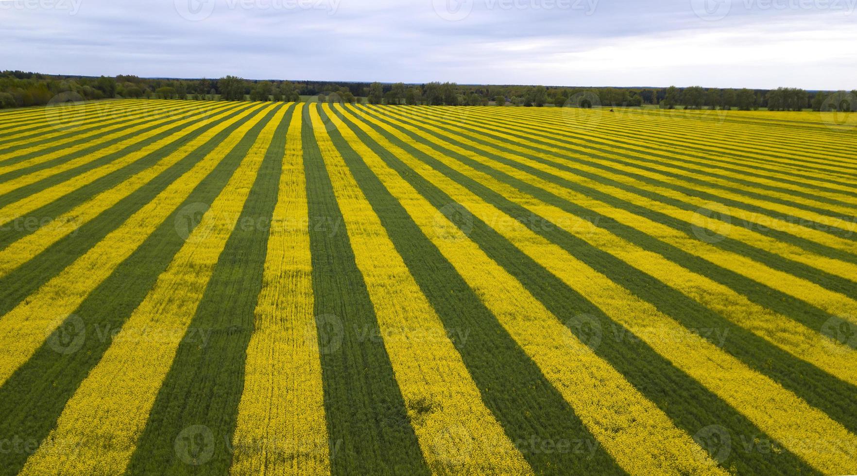 champ de colza vert-jaune vue d'en haut avec drone photo