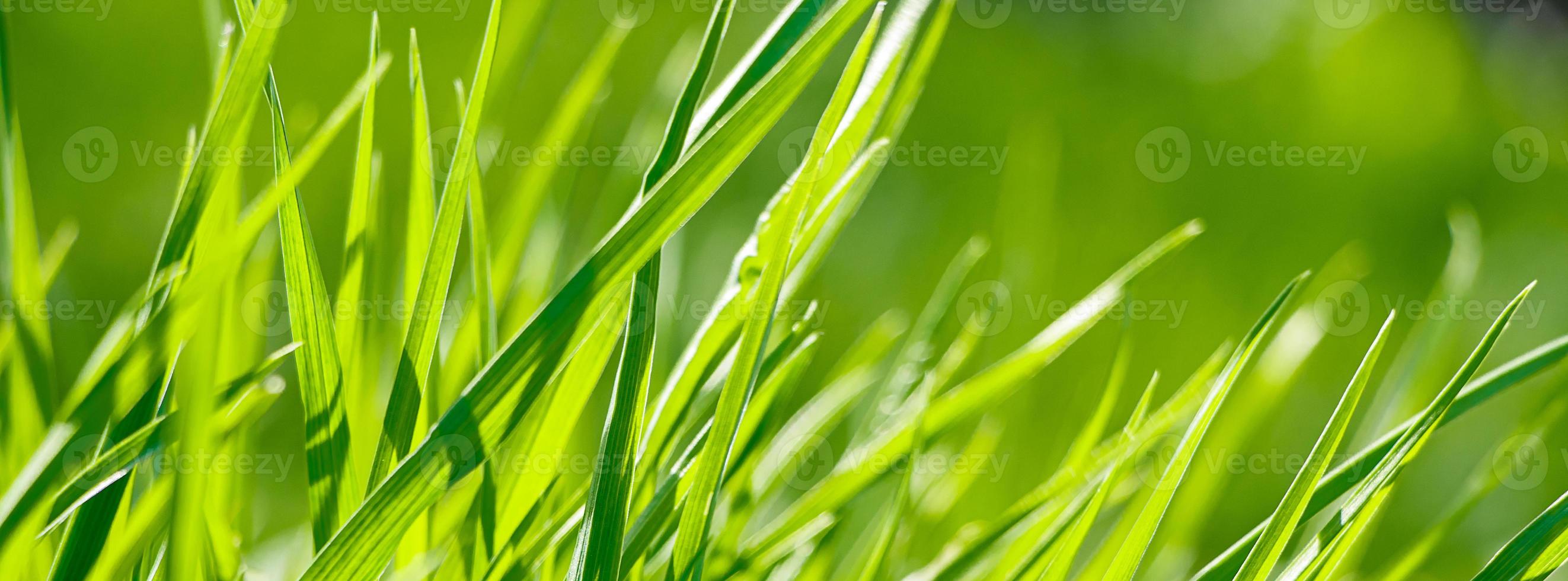 jeune herbe verte fraîche au printemps. photo