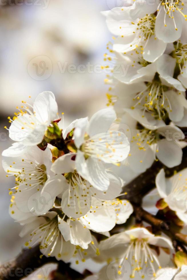 fleurs blanches et bourgeons d'un abricotier en fleur de printemps photo