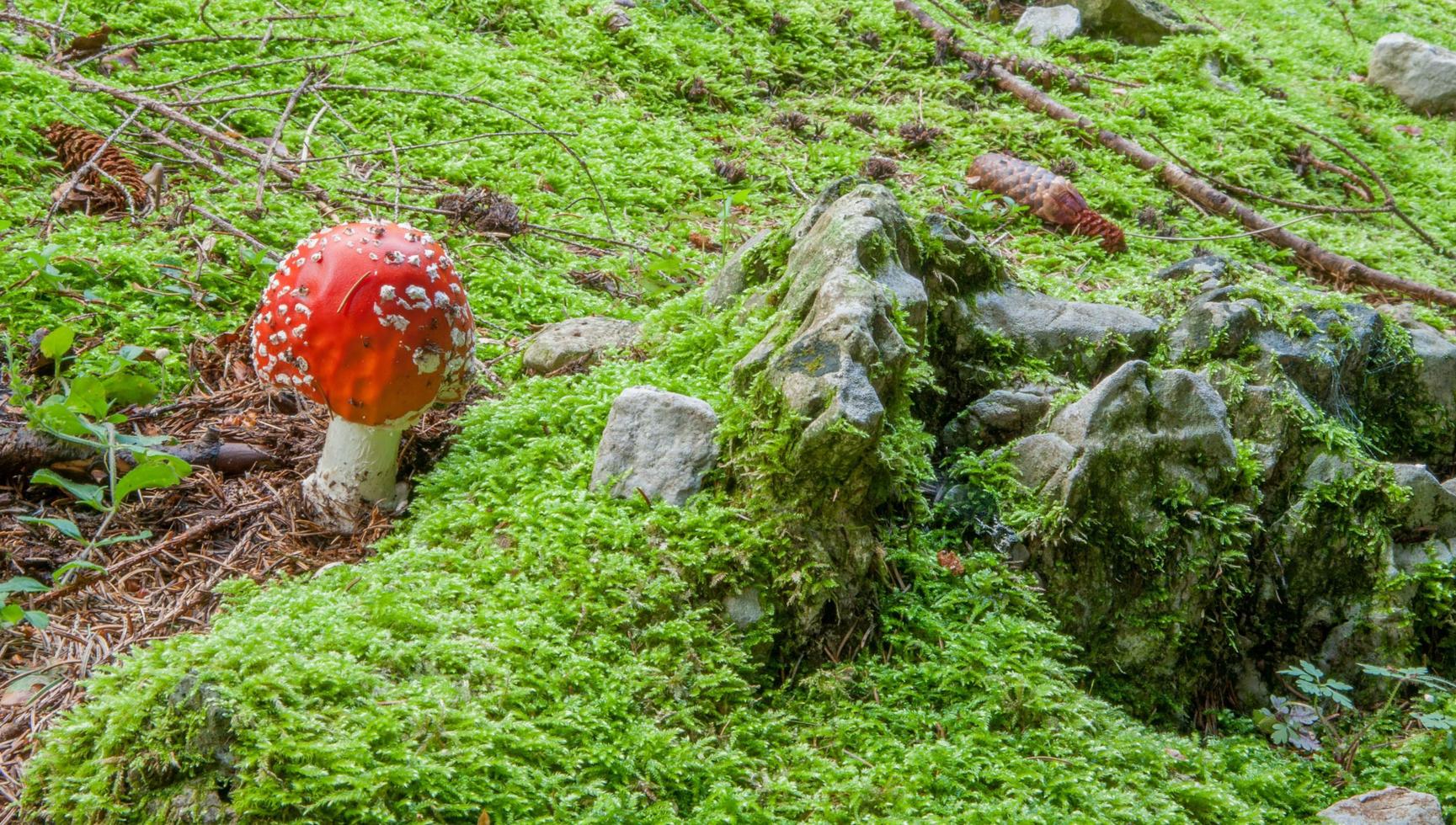 champignons beaux contes de fées dans les bois photo