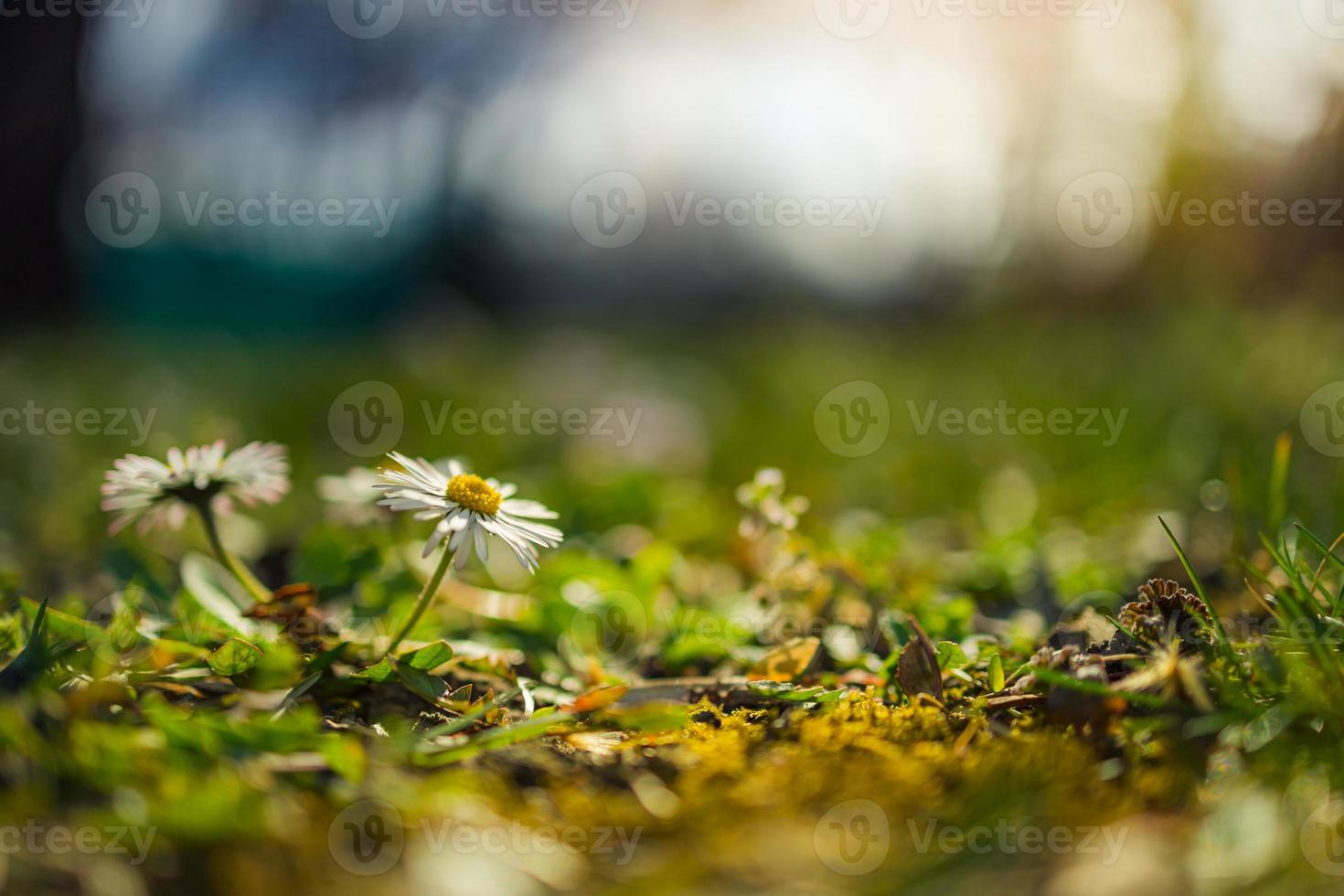 abstrait soft focus coucher de soleil champ paysage marguerite jaune fleurs et herbe pré chaud heure d'or coucher de soleil heure du lever du soleil. printemps été nature tranquille libre fond de forêt floue. nature idyllique photo