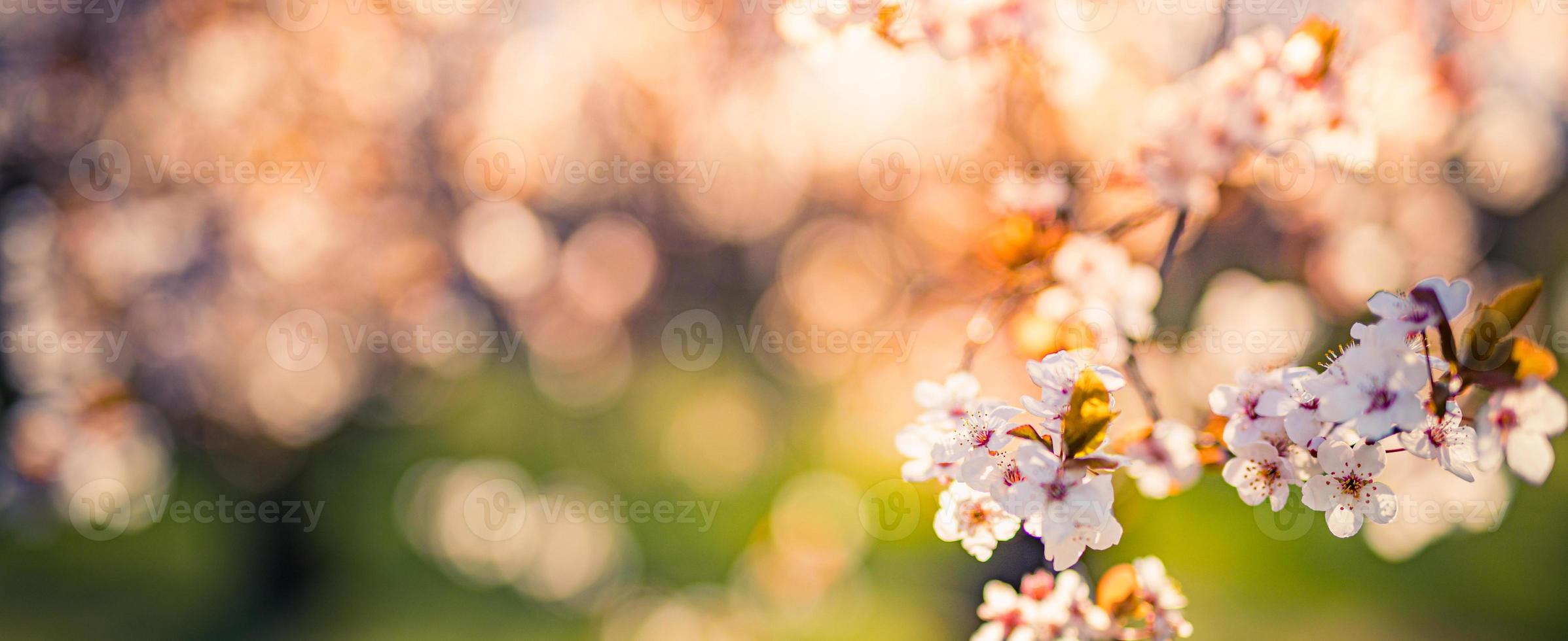 coucher de soleil sur la floraison des cerisiers sur fond d'amour flou au printemps sur la nature à l'extérieur. fleurs de sakura roses, étonnante nature de lever de soleil de printemps artistique romantique rêveur coloré, conception de bannières photo