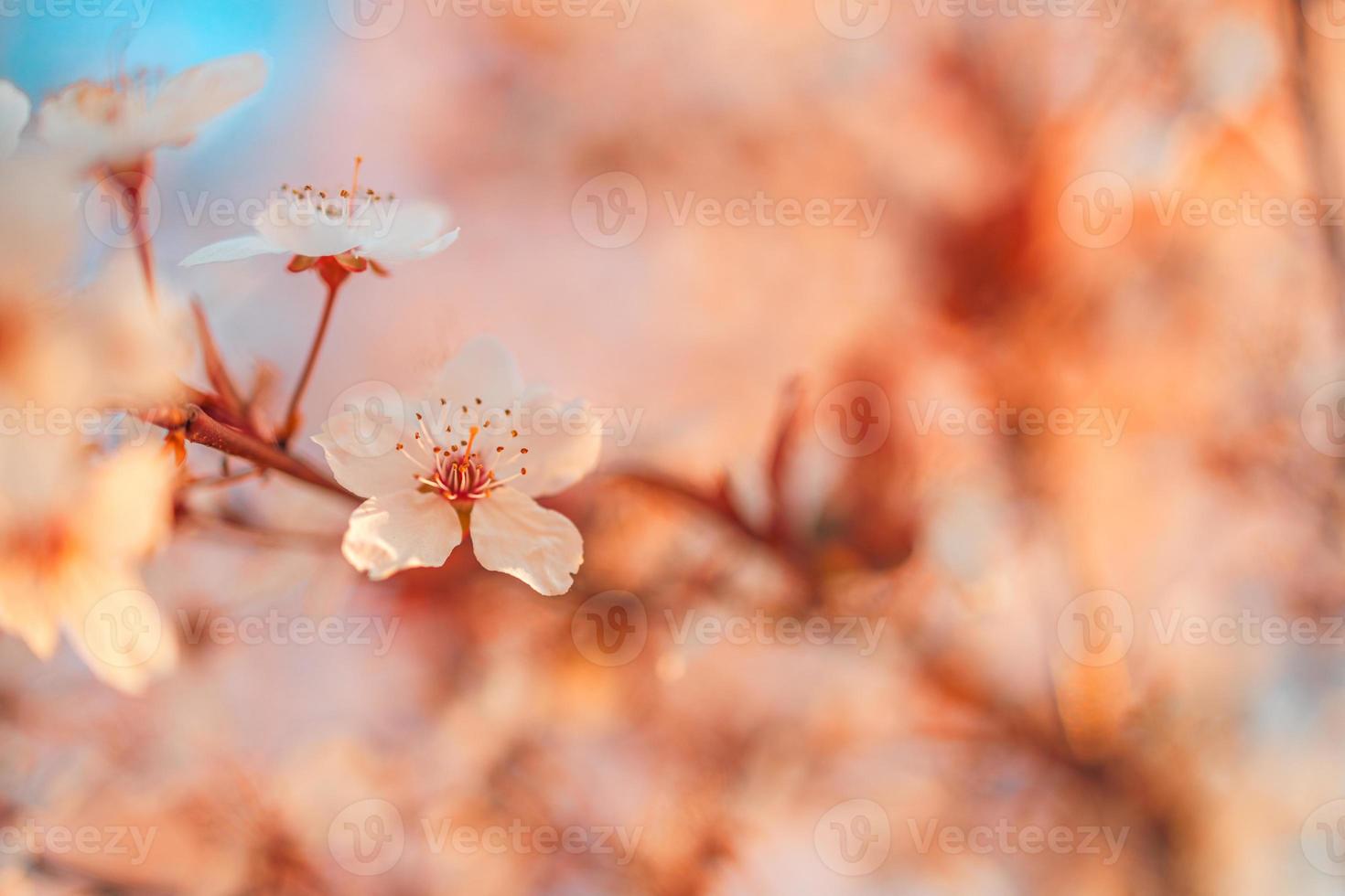 fleurs romantiques au coucher du soleil de printemps. scène de nature incroyable avec arbre en fleurs et vue ensoleillée. journée ensoleillée. beauté de printemps agrandi floral artistique abstrait arrière-plan flou. nature printanière photo