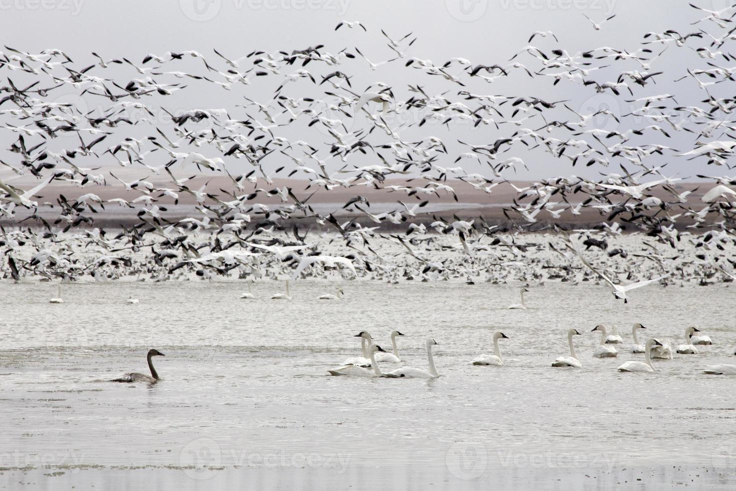 oies des neiges et cygnes photo