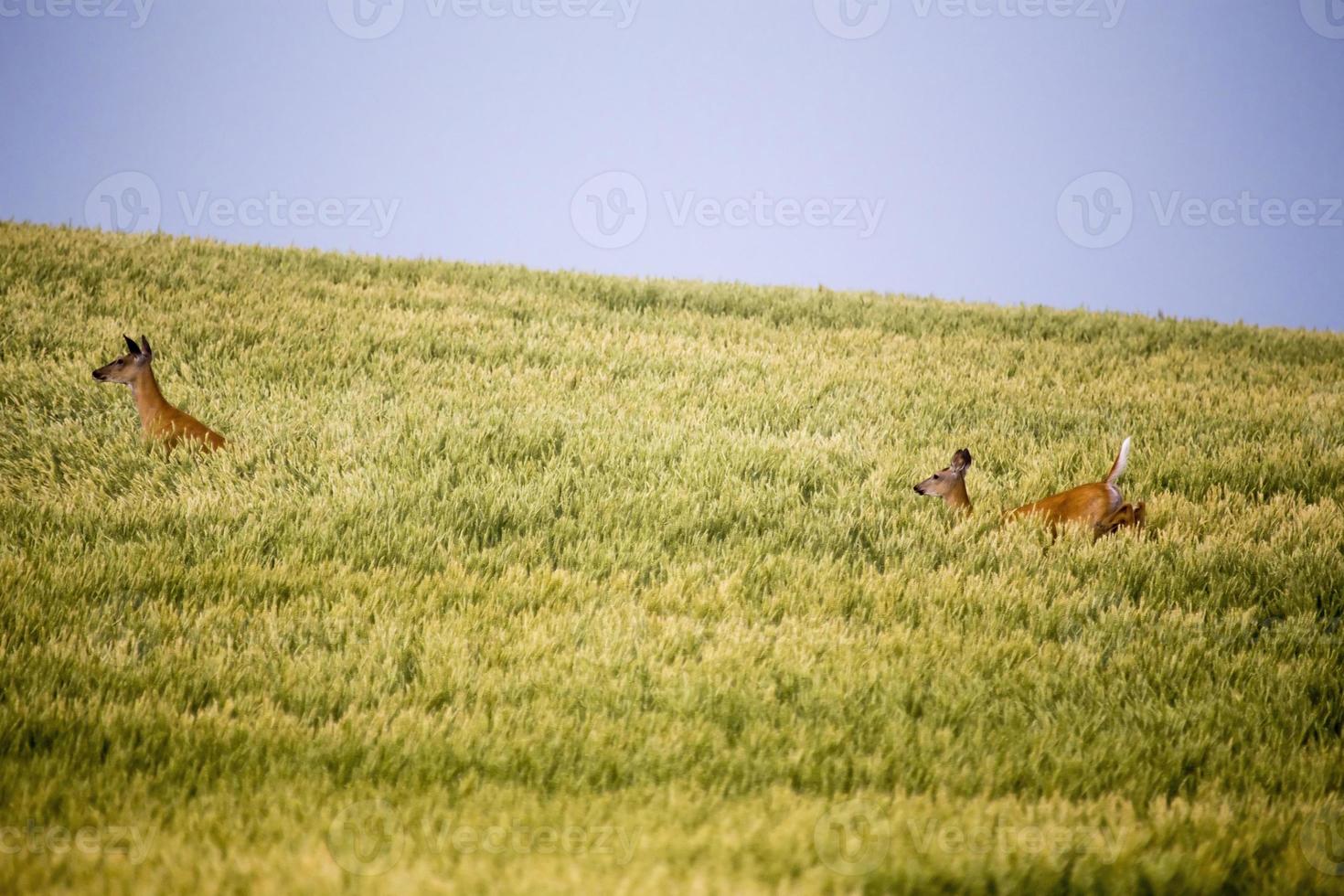 cerf dans le champ des agriculteurs photo