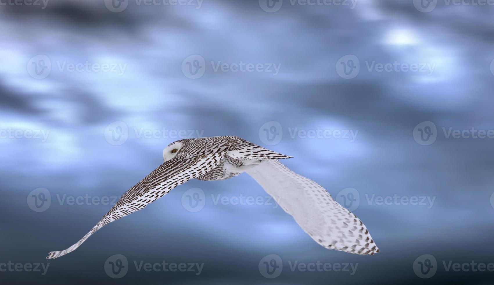 hibou des neiges en vol photo