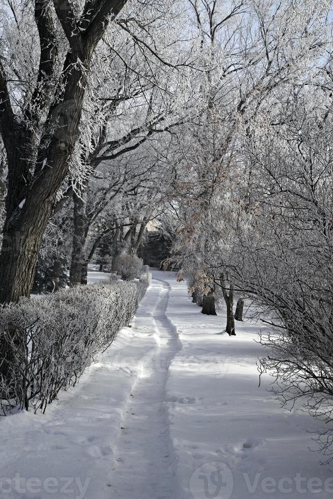 prairie de givre photo