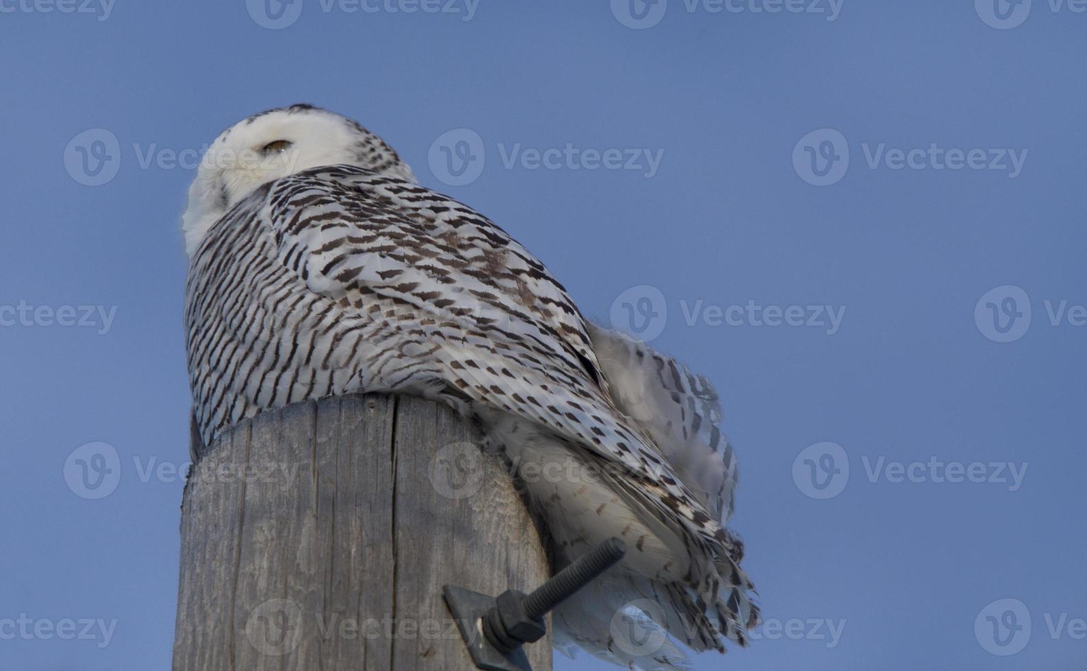 harfang des neiges sur poteau photo