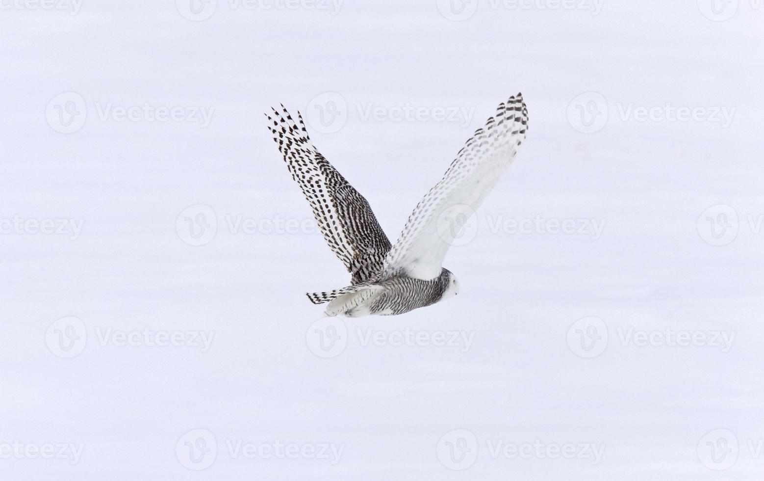 hibou des neiges en vol photo