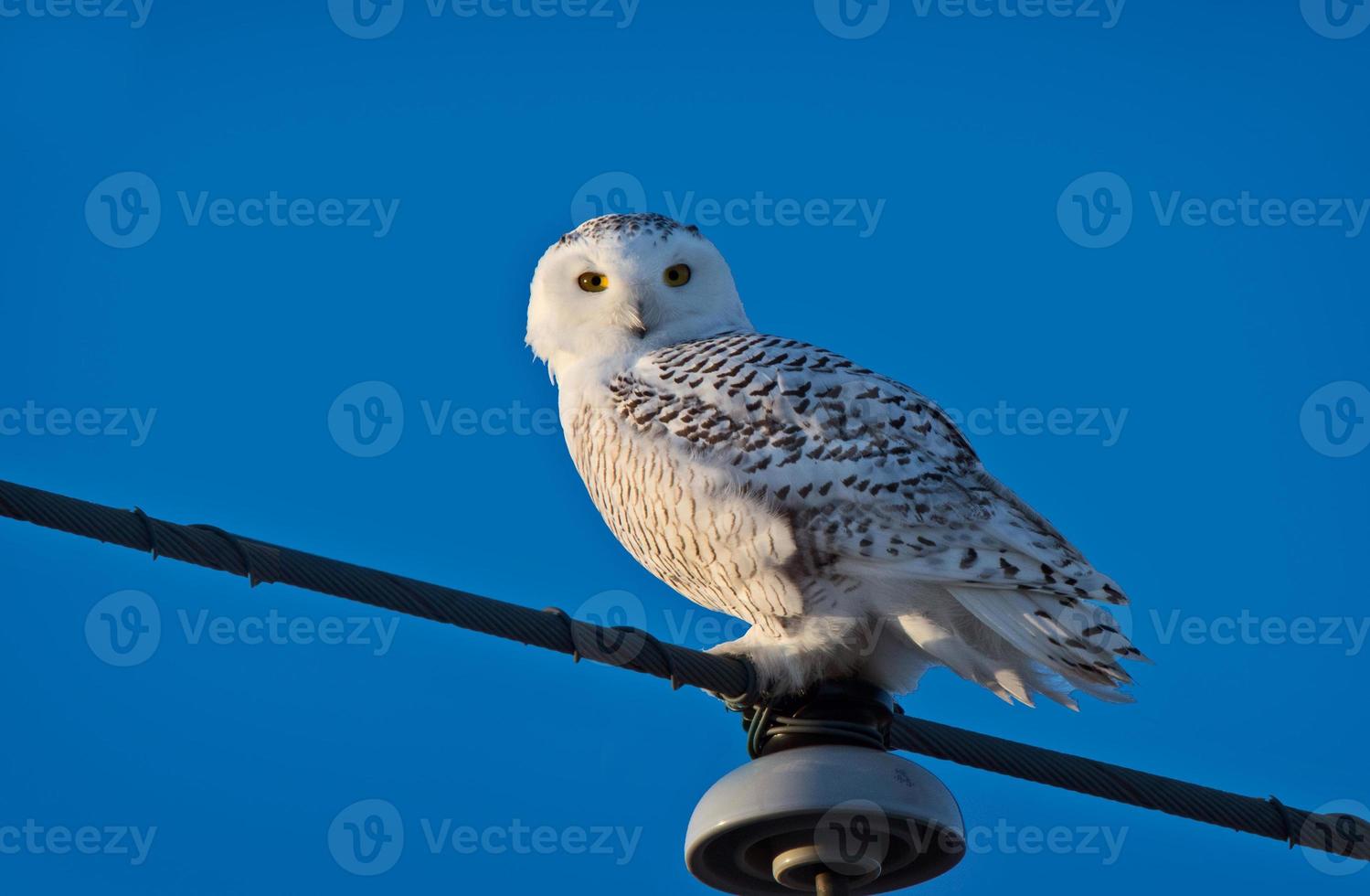 harfang des neiges sur poteau photo