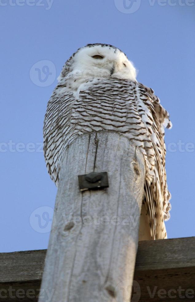 harfang des neiges sur poteau photo