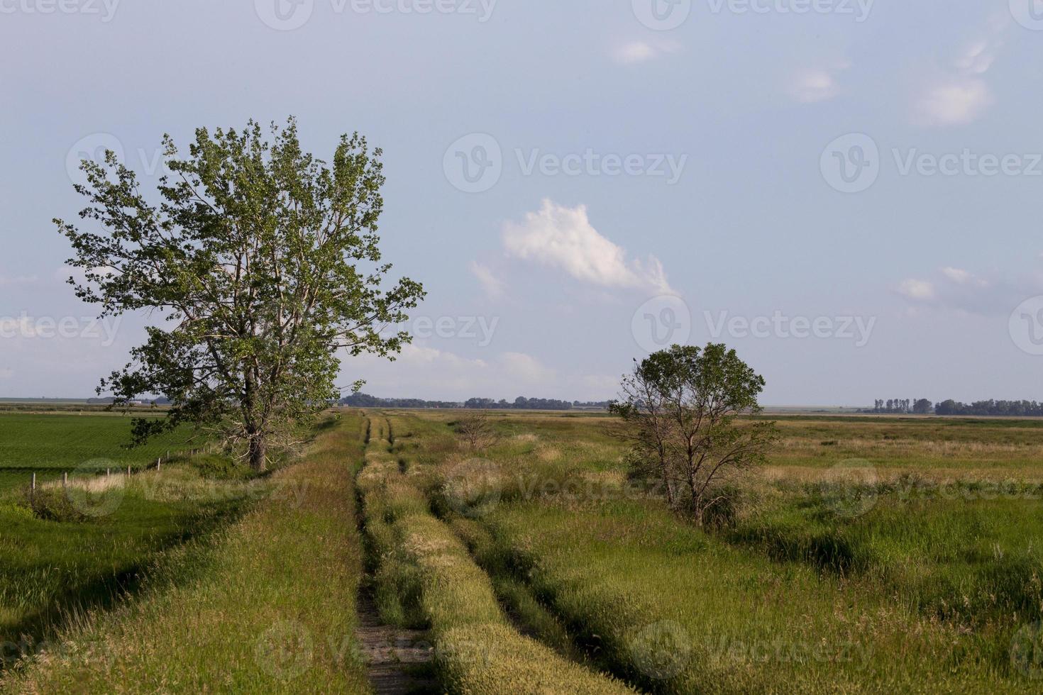 Traces de pneus de tracteur humides photo