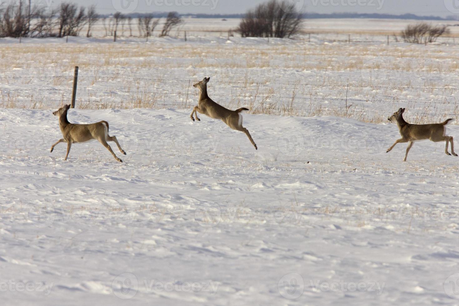 cerf en hiver photo