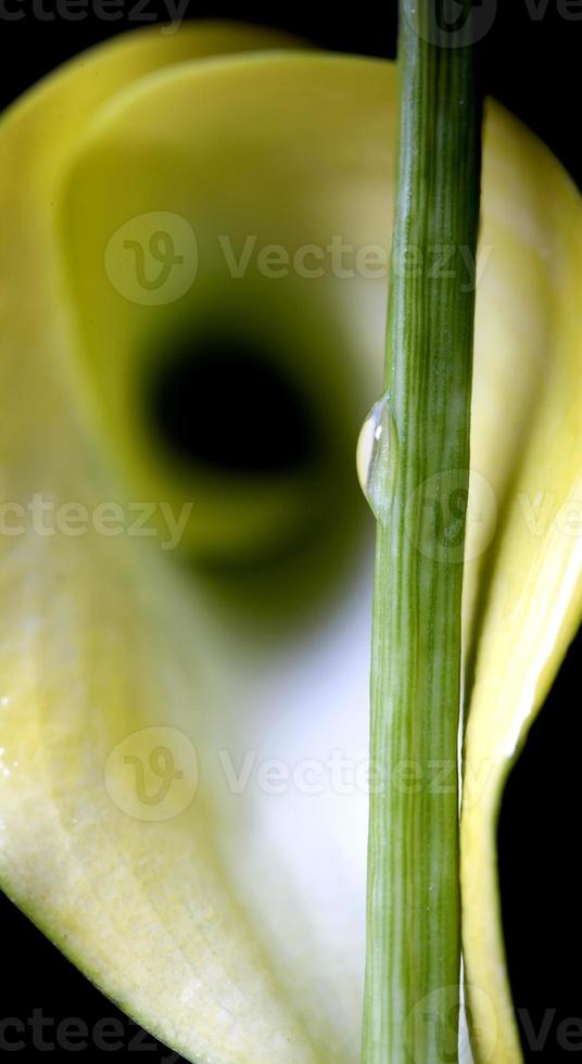 gros plan goutte d'eau de lys photo