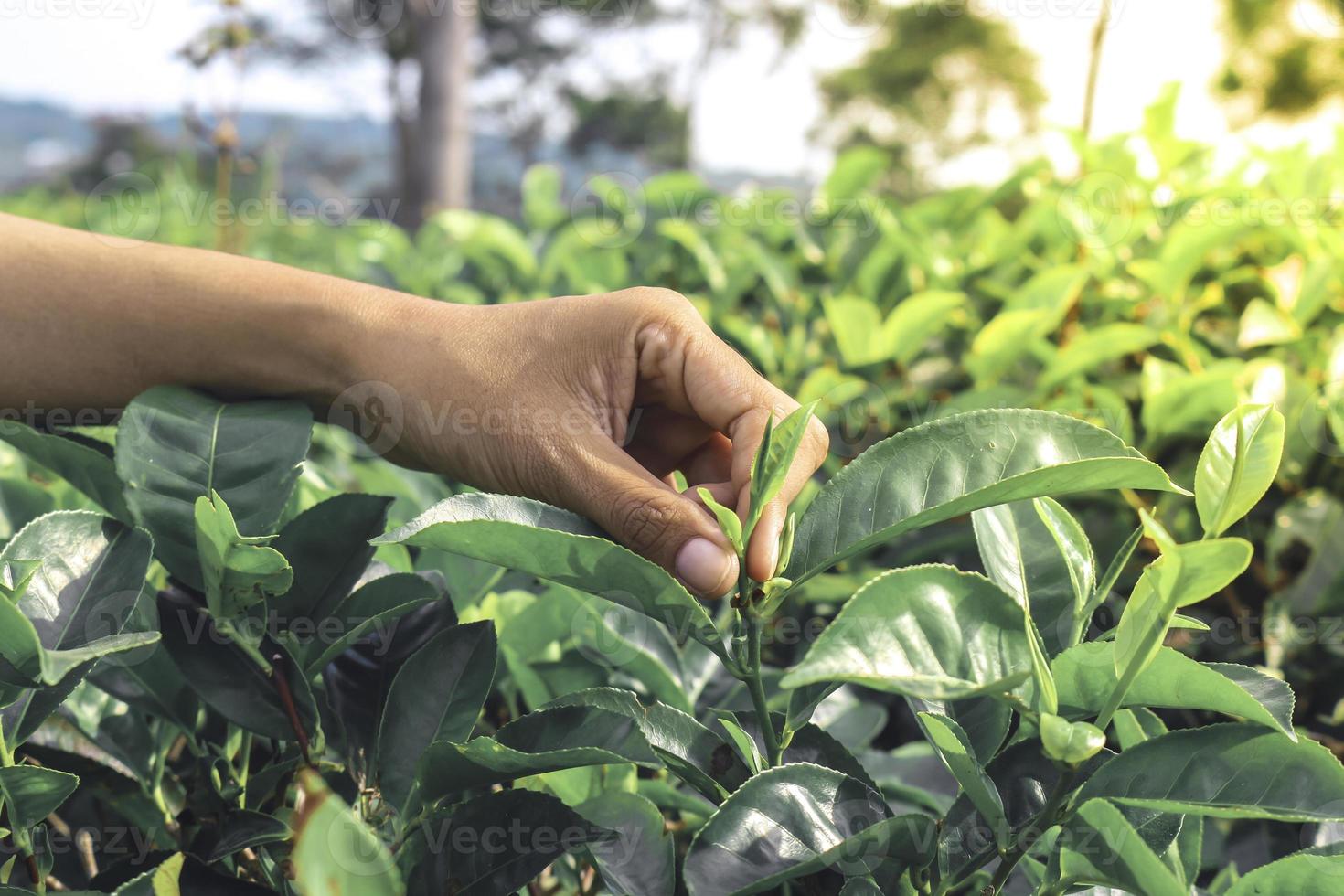 les agriculteurs cueillant des feuilles de thé dans l'agriculture de plantation de thé à la ferme. fond de nature fraîche photo