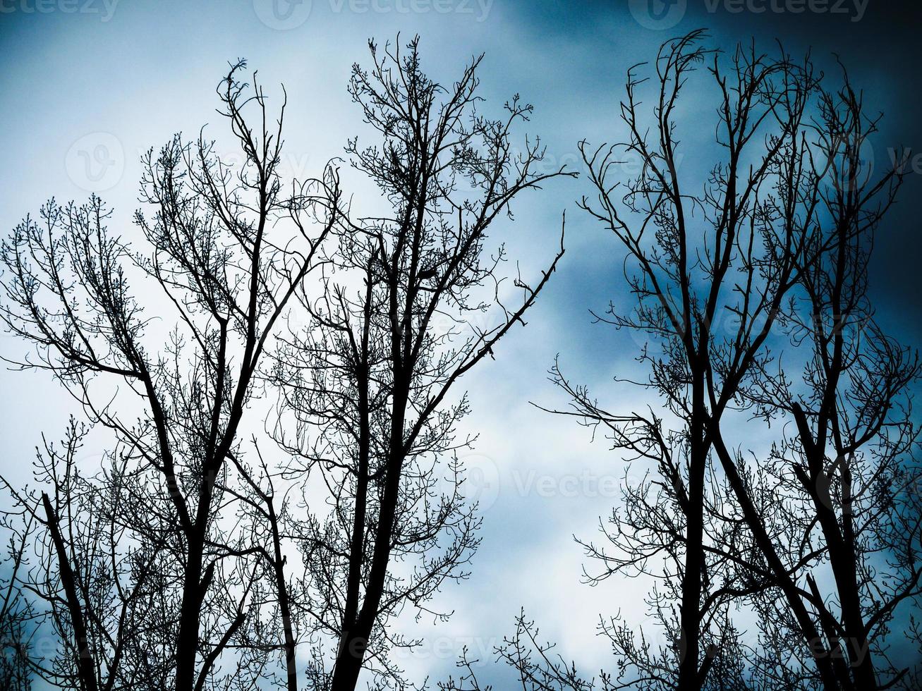 vue d'arbre sans feuilles contre le ciel. silhouette d'arbre nu. photo