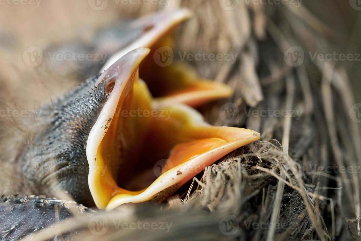 macro de poussins de grive nouveau-né affamés avec la bouche ouverte sur le bord du nid photo