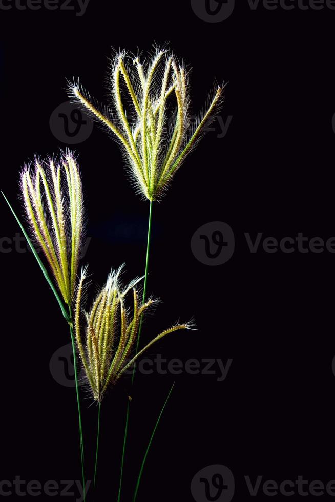 fleur d'herbe à doigt swallen photo