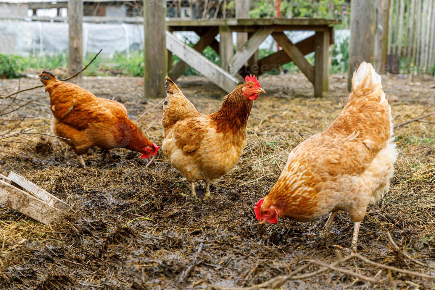 poulet fermier sur une ferme d'animaux biologiques broutant librement dans la cour sur fond de ranch. les poules paissent dans une ferme écologique naturelle. l'élevage moderne et l'agriculture écologique. notion de droits des animaux. photo