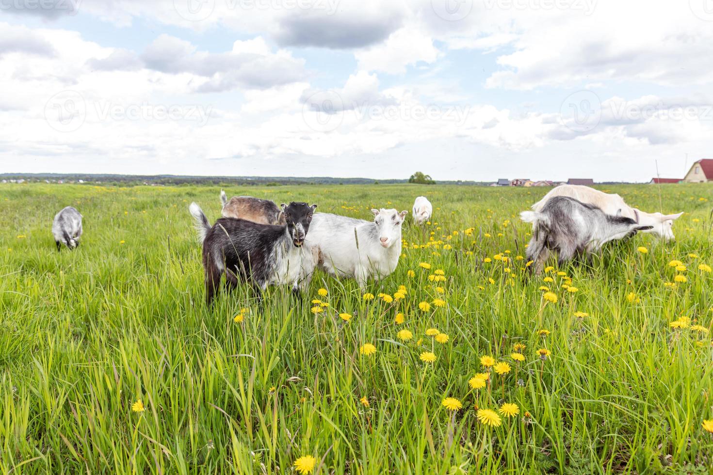 mignon chèvre en liberté sur une ferme d'animaux écologiques naturels biologiques broutant librement sur fond de prairie. la chèvre domestique broute en mâchant dans les pâturages. élevage animal moderne, agriculture écologique. droits des animaux. photo