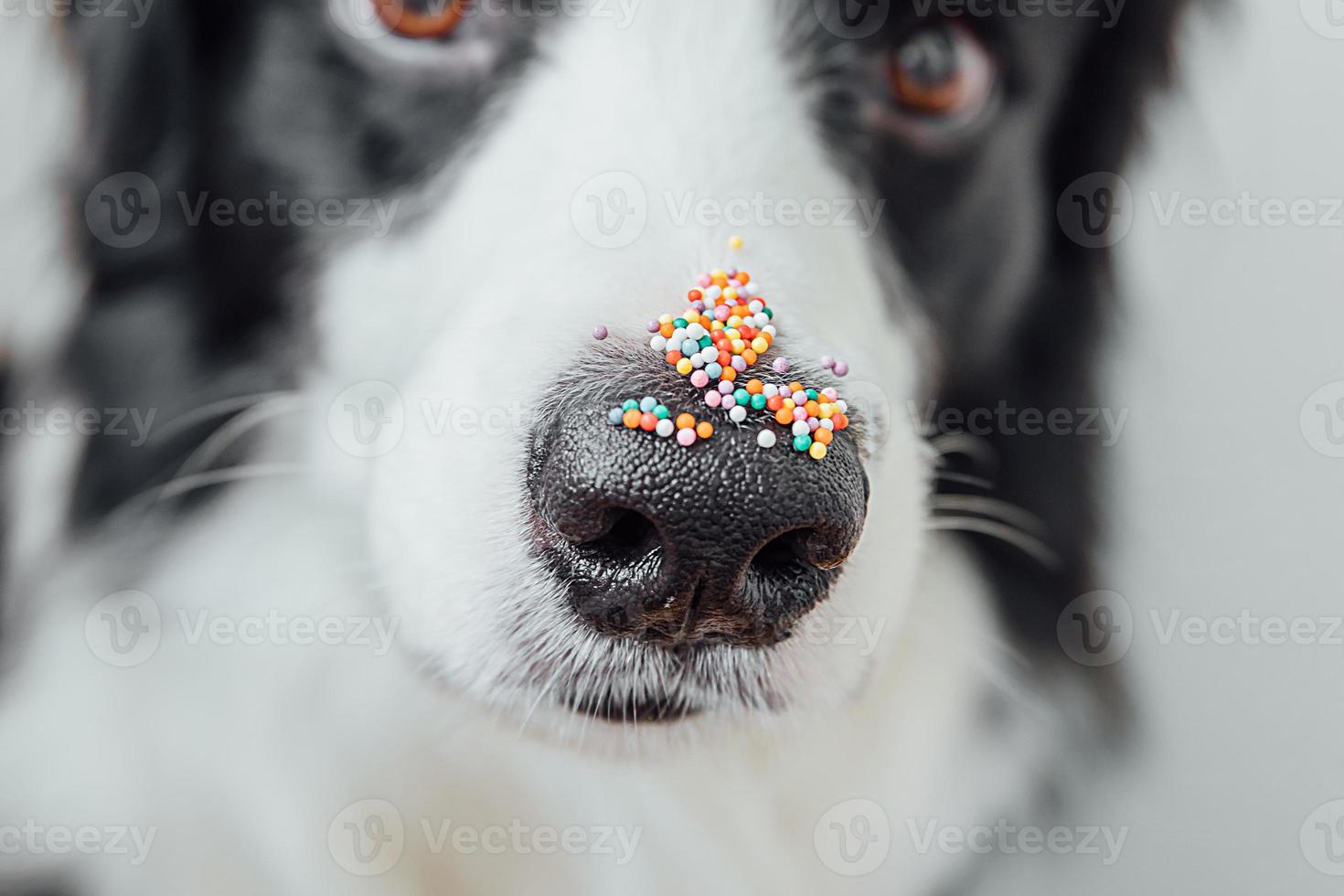 concept de joyeuses pâques. préparation des vacances. mignon petit chien border collie avec des points saupoudrés de sucre sur le nez. nez de doge avec décoration pour gâteau et boulangerie, gros plan. carte de voeux de printemps. photo