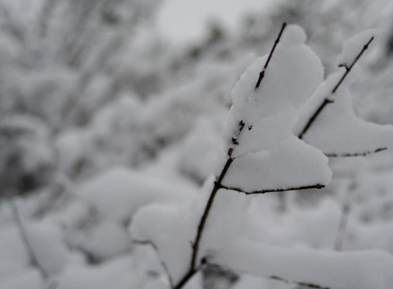 forêt d'hiver, branches d'arbres pour aller sous le poids de la neige. photo