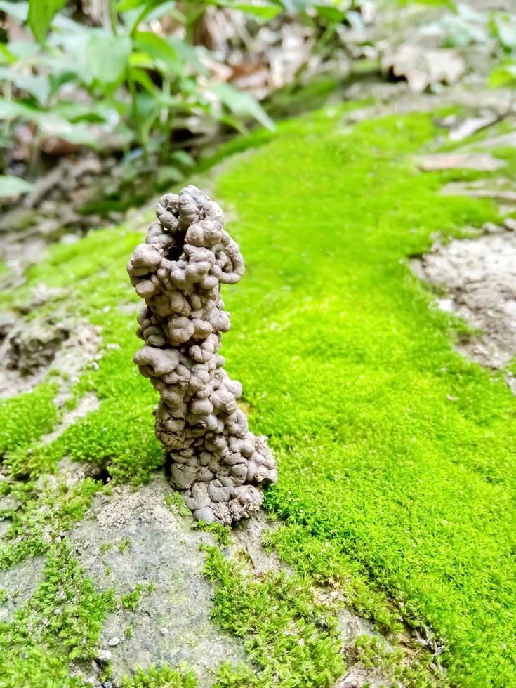 trou de ver de terre fait par ses excréments, mousse verte dans le sol. sol de vers de terre dans la nature verte. photo