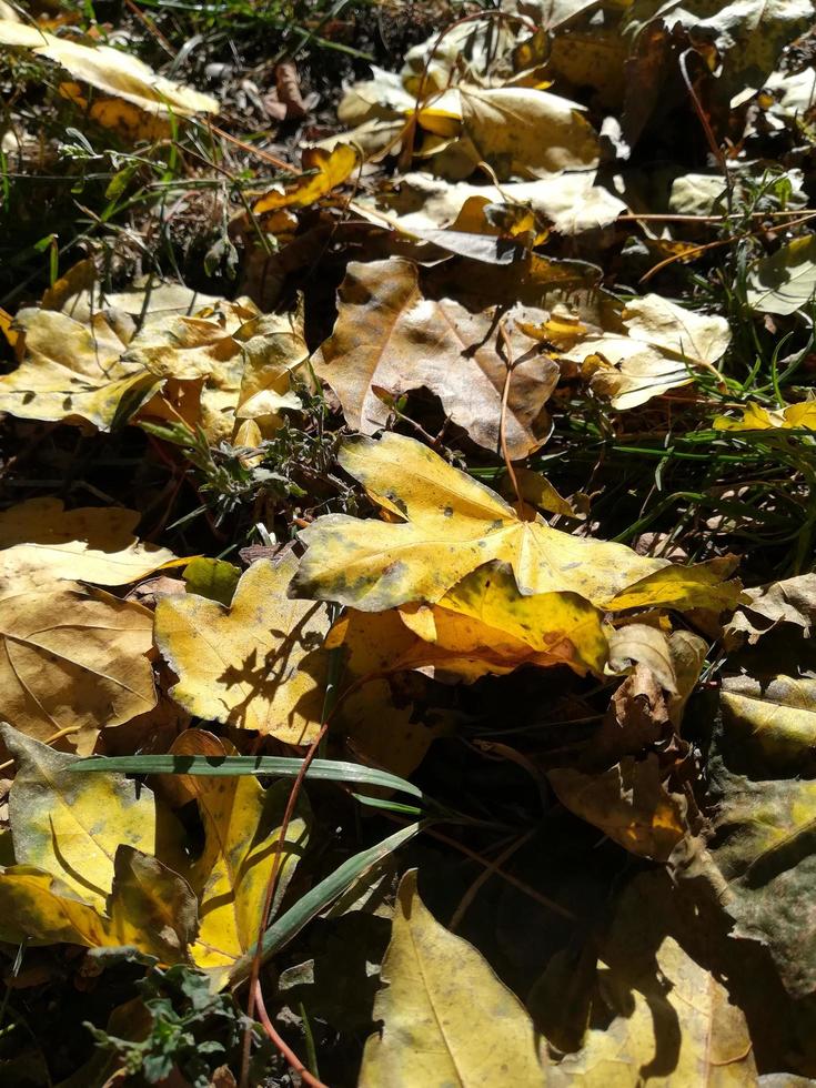 les feuilles jaunes se trouvent sur l'herbe. feuilles d'érable d'automne photo