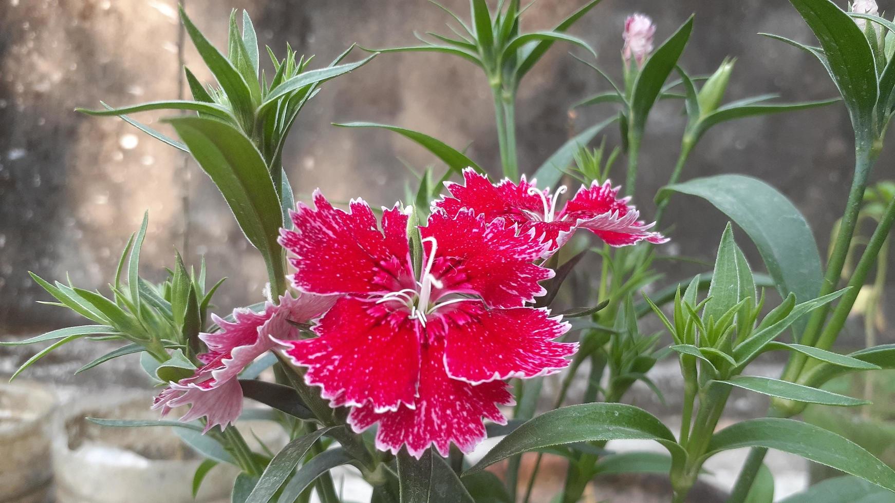 fleur d'oeillet rouge photo