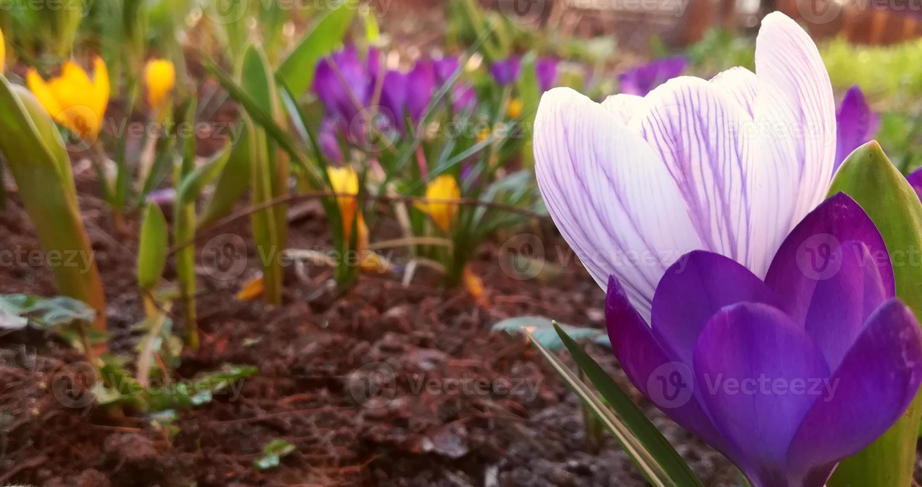 les crocus fleurissent dans le jardin. bannière avec du blanc avec des rayures violettes et des fleurs printanières violettes. place pour le texte. modèle d'affiche de carte postale, photo