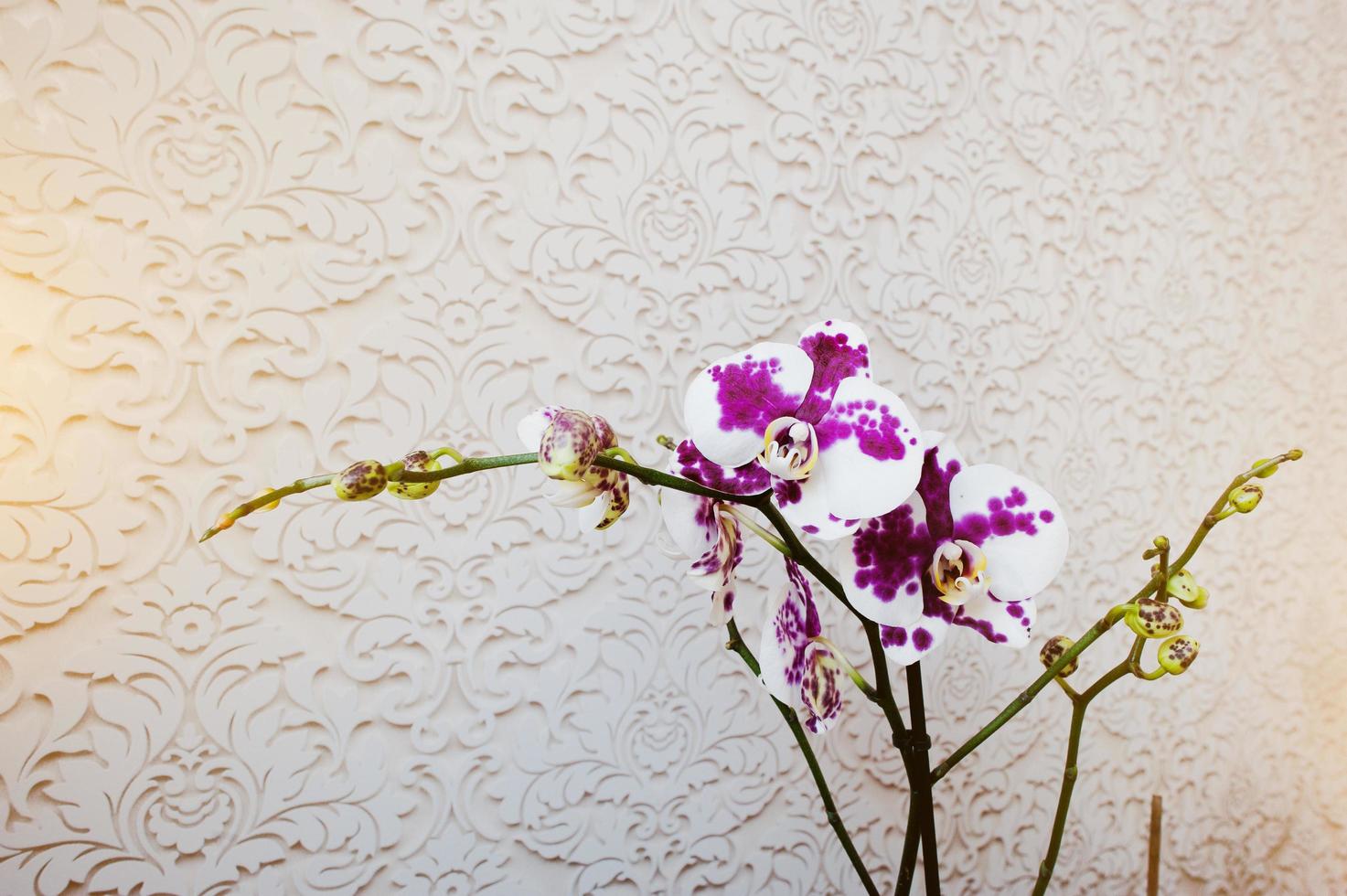orchidée fleurs phalaenopsis multicolores sur fond de texture vanile photo