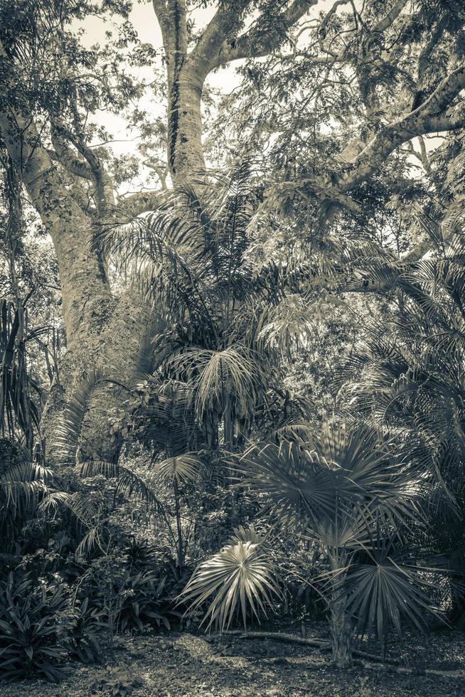 jungle naturelle tropicale forêt plantes arbres muyil ruines mayas mexique. photo