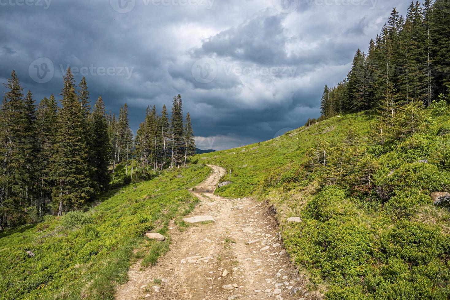 sentier avec des pierres entre des arbres denses et des buissons contre le ciel photo