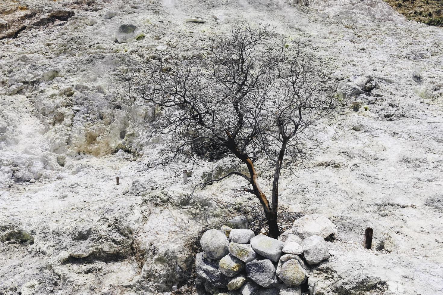 terre volcanique avec gaz blanc et arbre mort dans le cratère du sikidang, wonosobo, indonésie photo