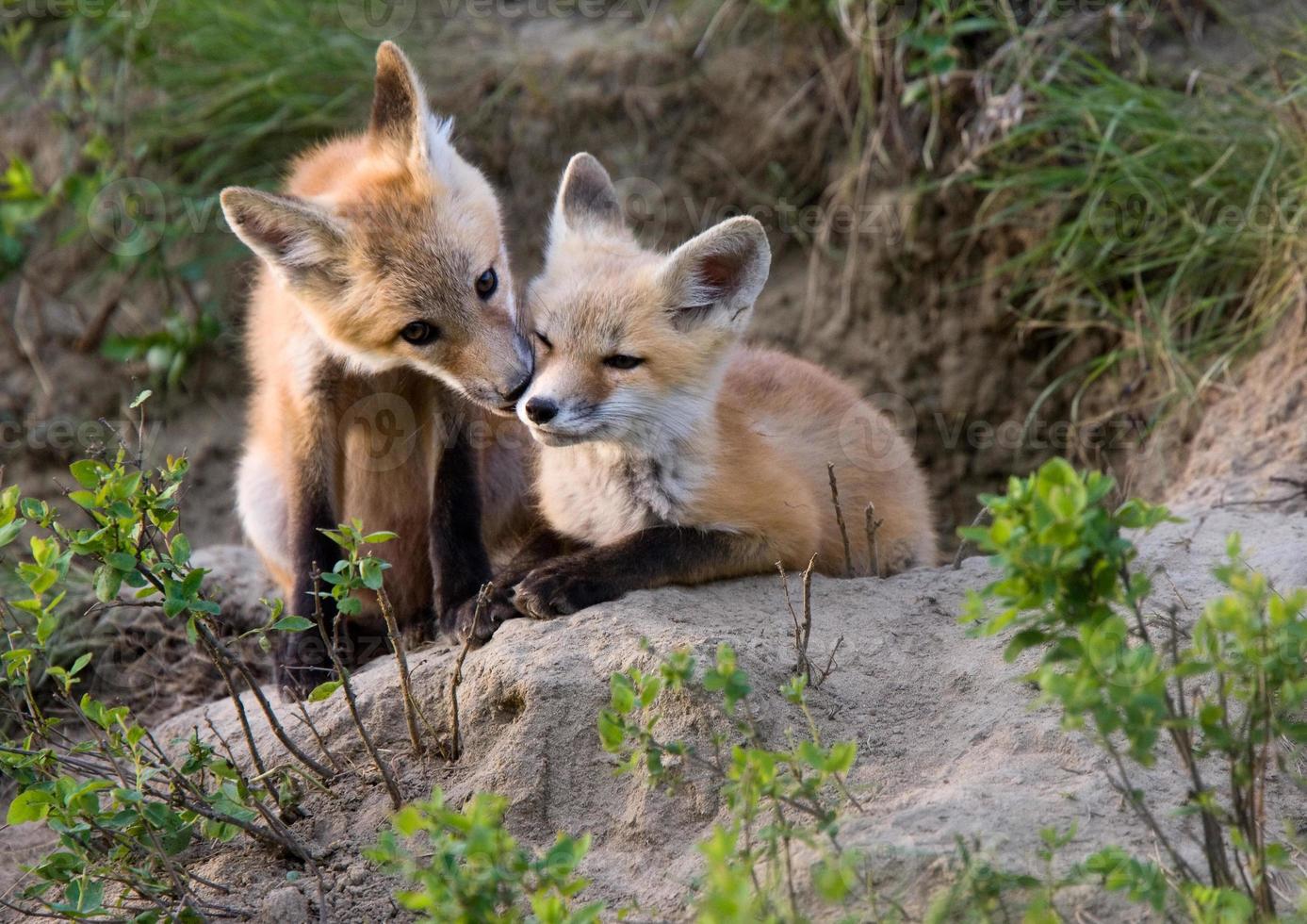 kits de renard canada photo