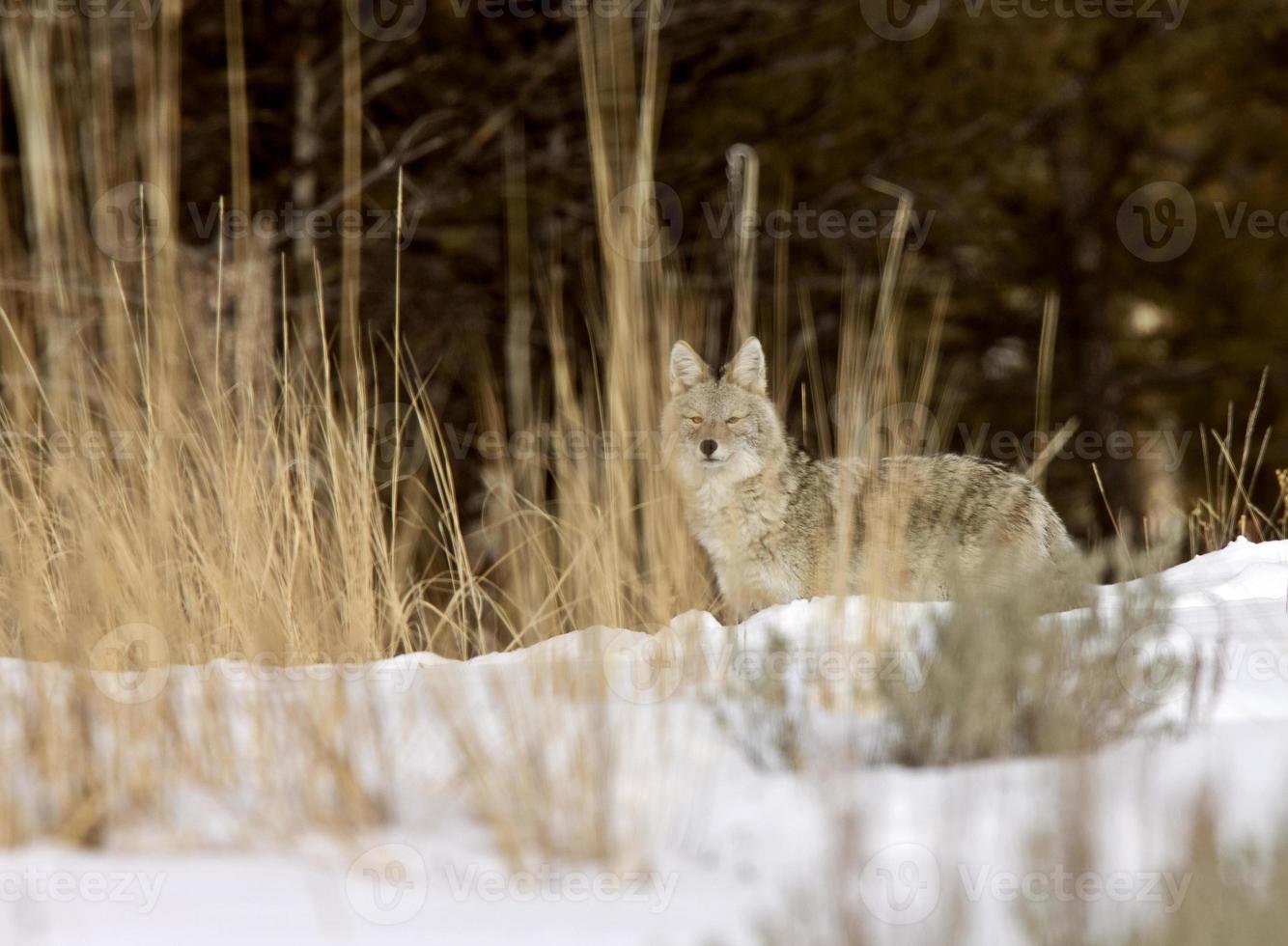 parc de yellowstone wyoming hiver neige coyote photo