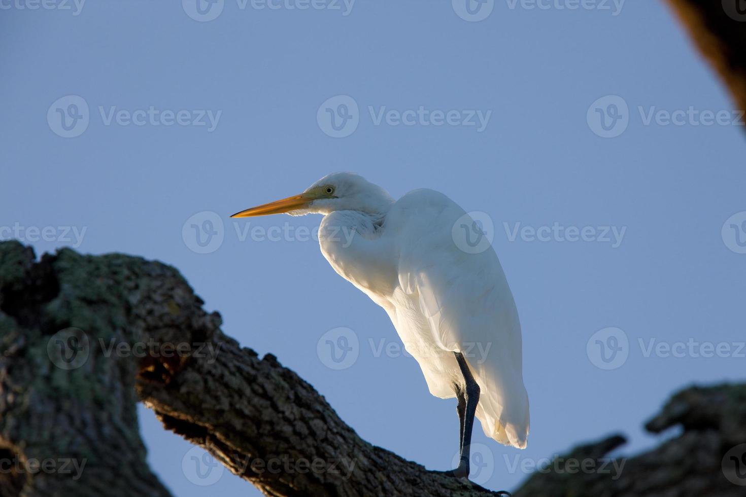 Grande aigrette blanche perchée dans un arbre de Floride photo