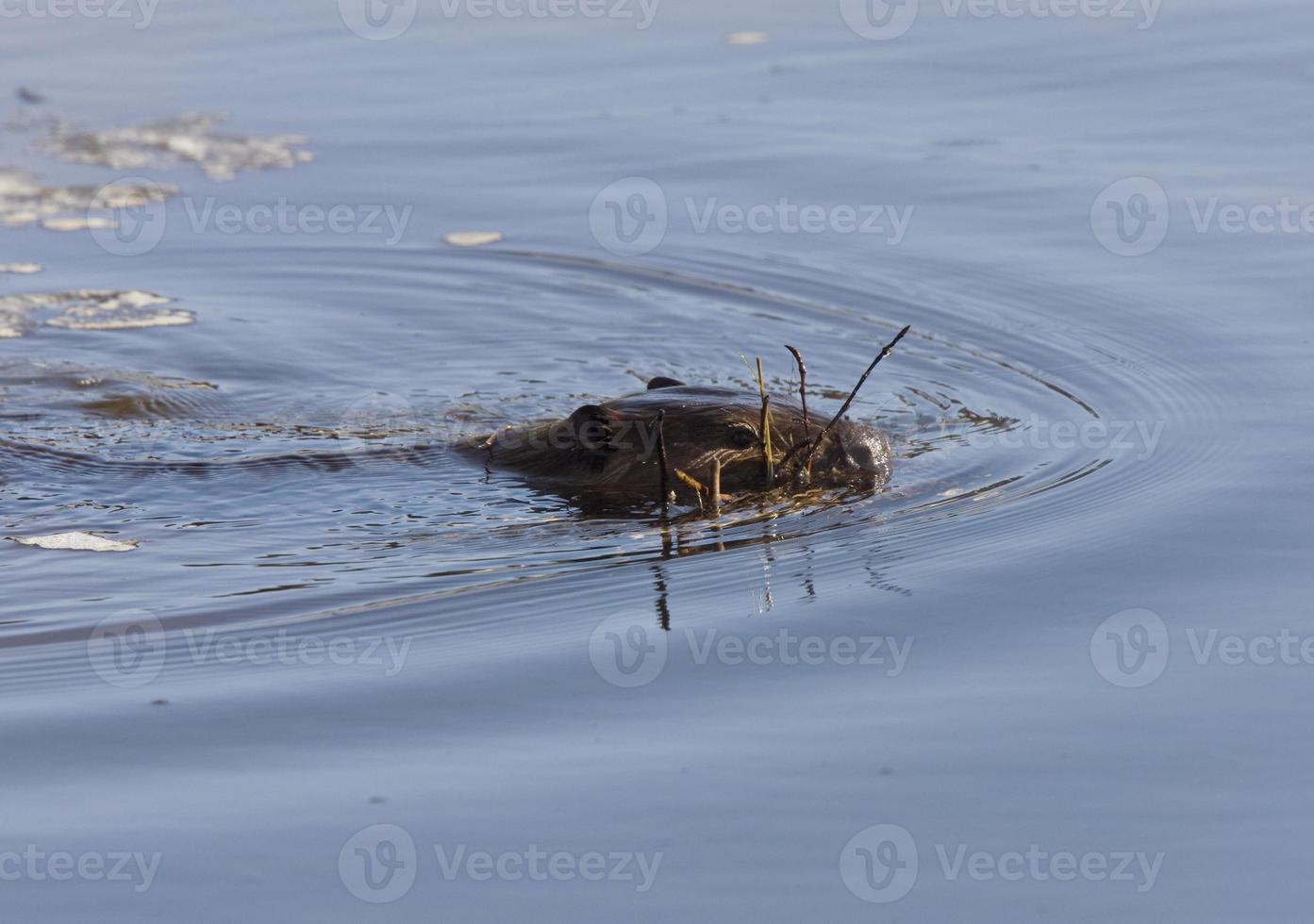 castor au travail photo