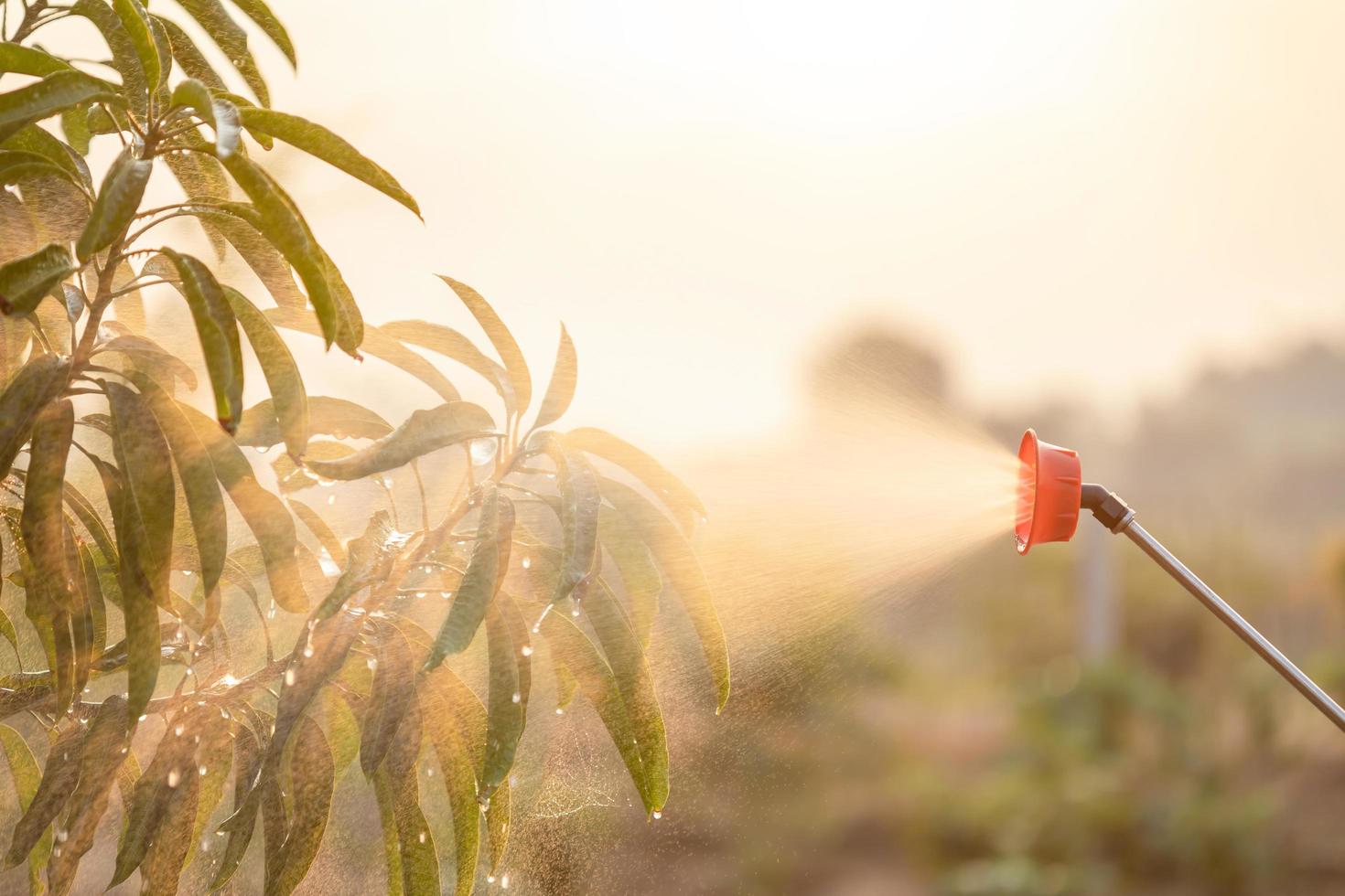 les gens pulvérisent de l'eau ou de l'engrais sur un jeune arbre dans le jardin photo