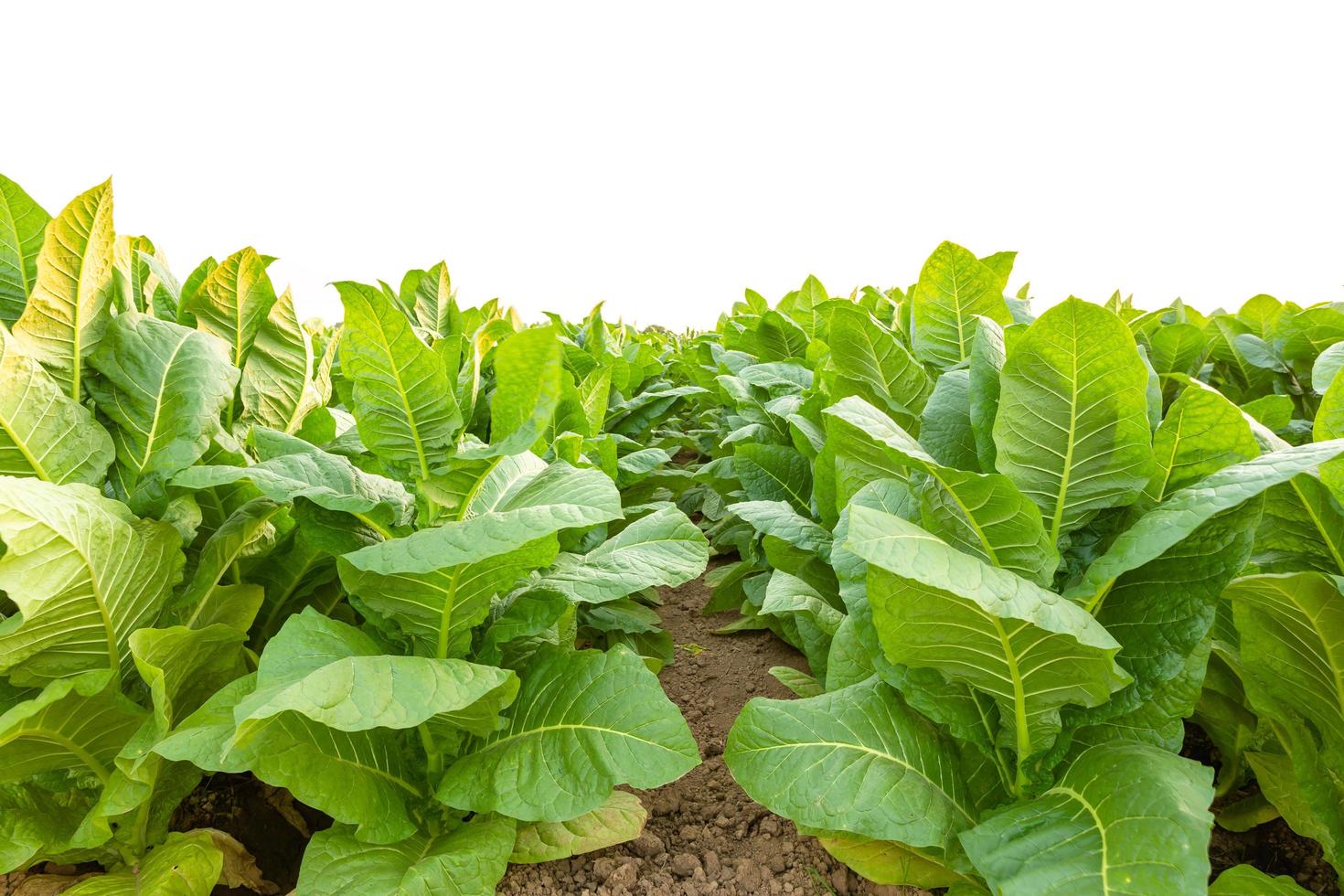 plante de tabac dans le champ de la province de sukhothai, au nord de la thaïlande. champ de tabac isolé sur fond blanc photo