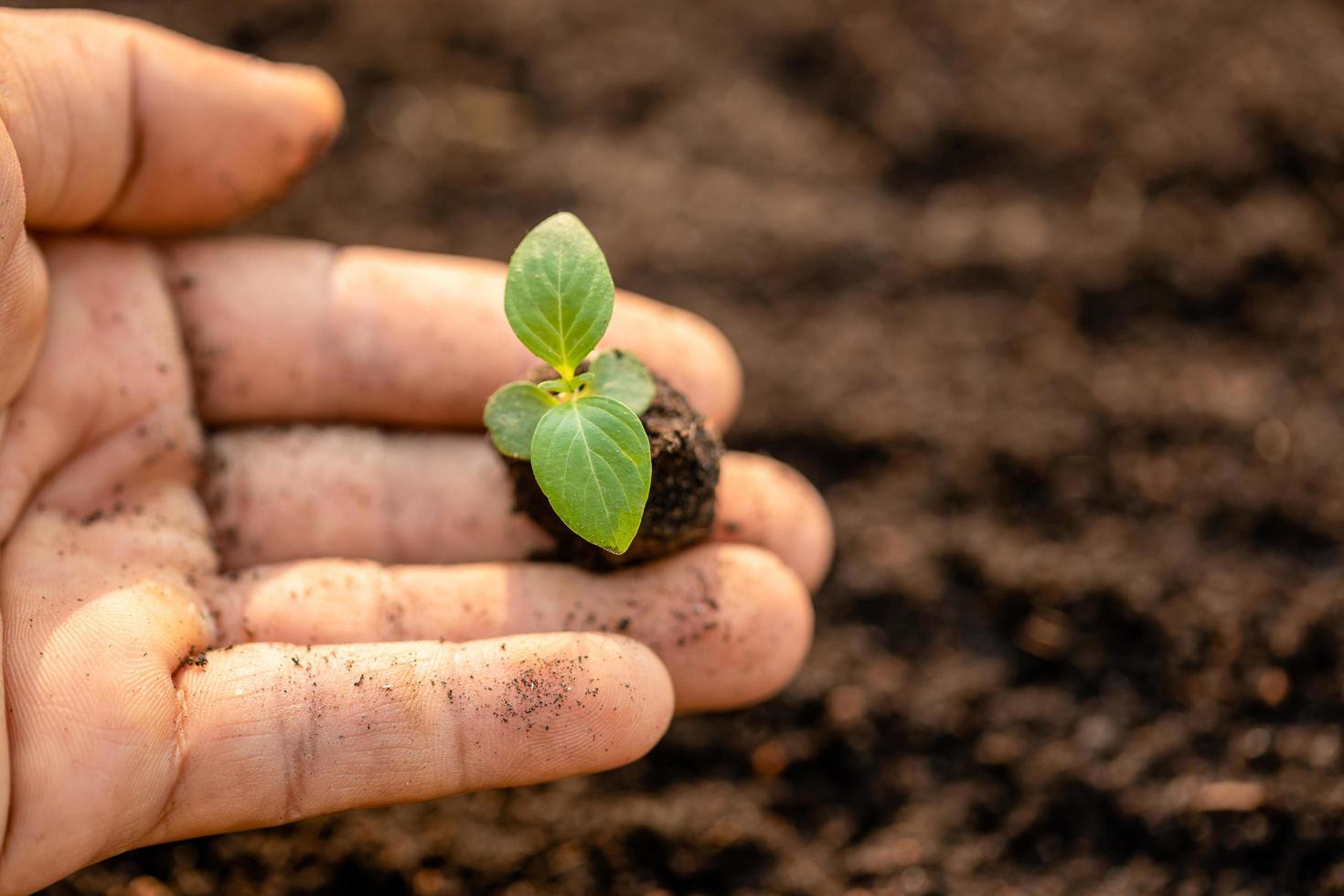 gros plan main tenant une jeune pousse d'arbre vert et plantant dans le sol photo