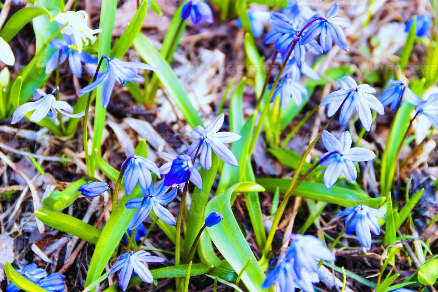 gros plan de belles fleurs de printemps bleu photo