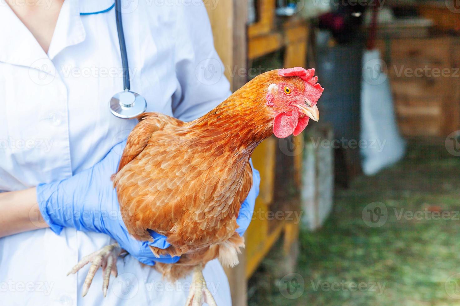 vétérinaire avec stéthoscope tenant et examinant le poulet sur fond de ranch. poule dans les mains du vétérinaire pour un contrôle dans une ferme écologique naturelle. concept de soin des animaux et d'agriculture écologique. photo