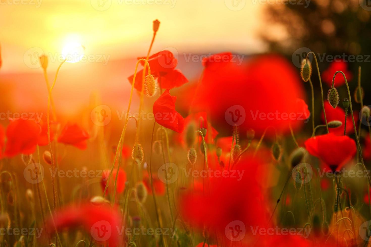 coquelicots rouges dans le champ au coucher du soleil photo