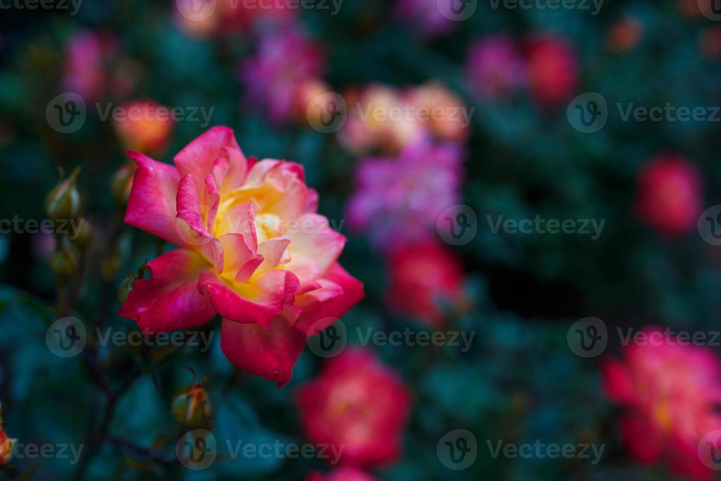 rose multicolore sur fond de jardin de fleurs. 6058028 Banque de photos