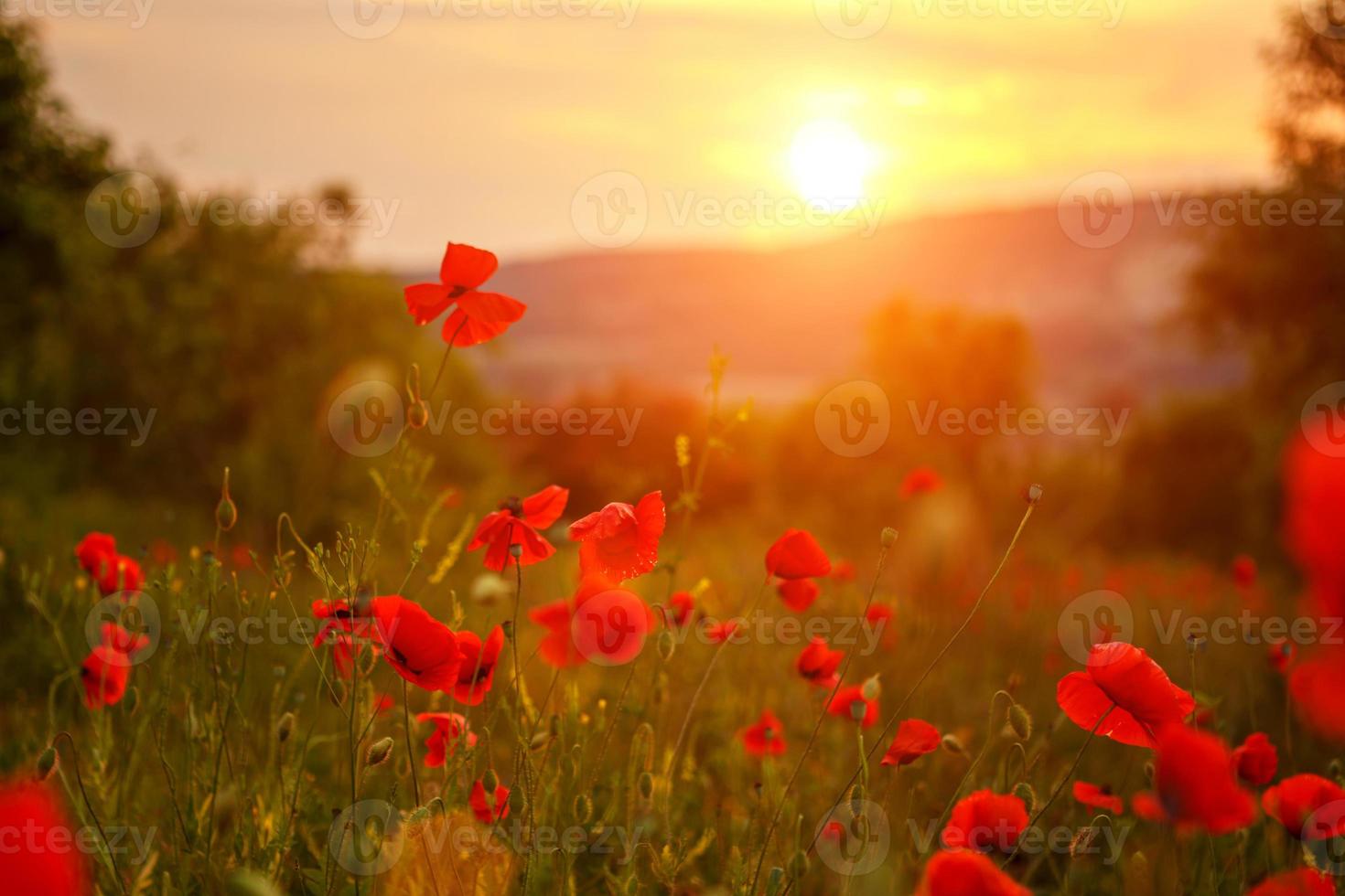 coquelicots rouges dans le champ au coucher du soleil photo