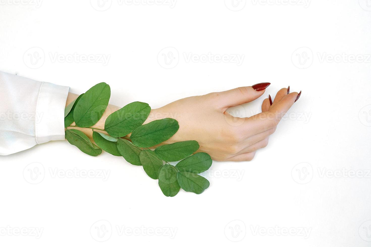 belles mains féminines bien entretenues sur fond blanc, feuilles vertes photo