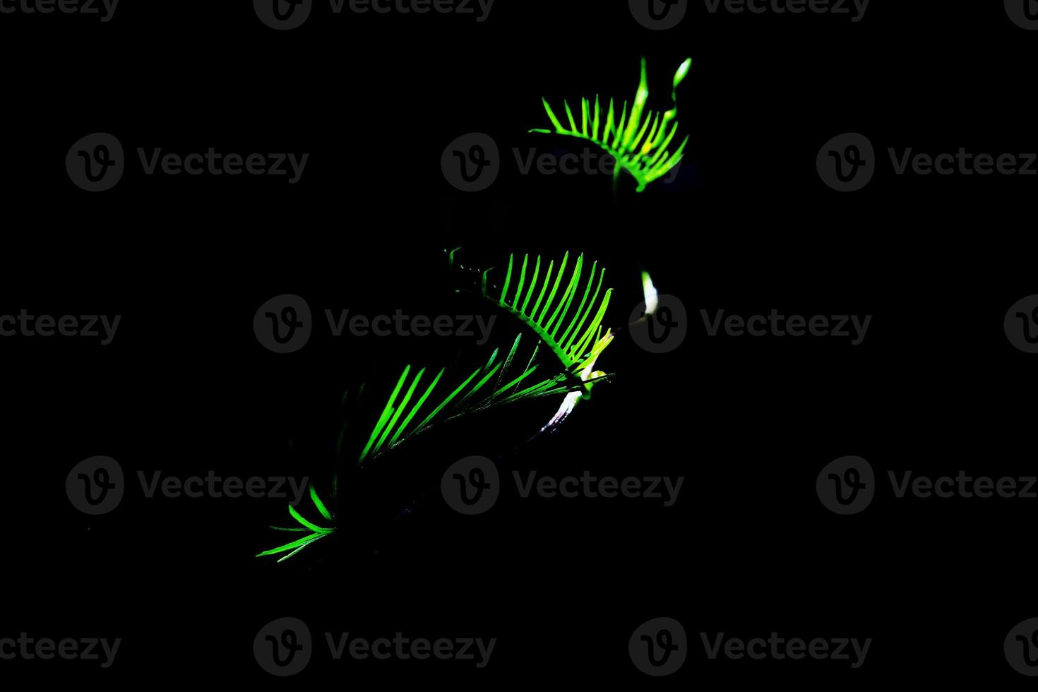 La photo en gros plan de feuilles vertes de Portulaca grandiflora plante avec fond noir
